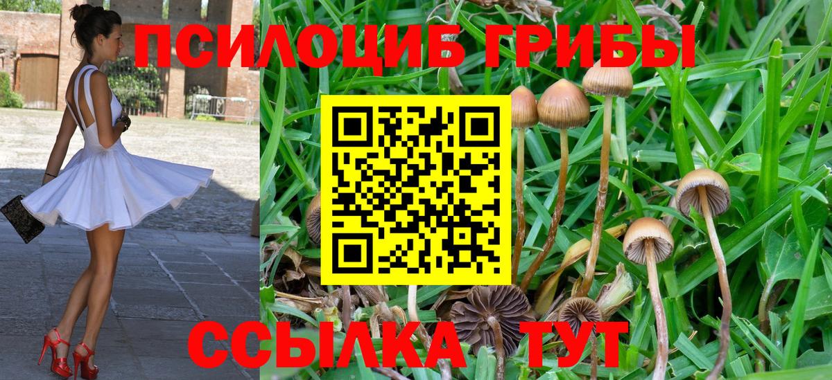 Елец  Галлюциногенные грибы Psilocybine cubensis  где продают   Вход с VPN 