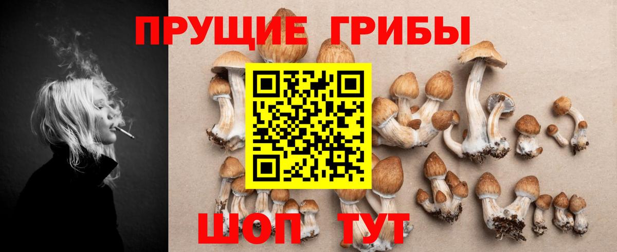 Псилоцибиновые грибы Cubensis Елец